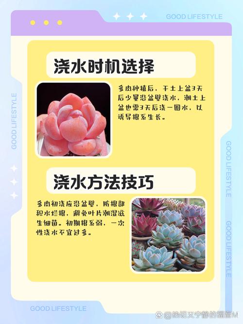 多肉种植什么时候浇水-第2张图片-吾爱花网