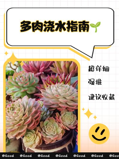 多肉种植什么时候浇水-第3张图片-吾爱花网