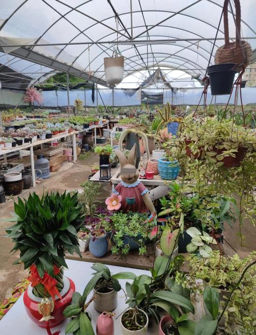 陈村花卉世界多肉基地-第2张图片-吾爱花网