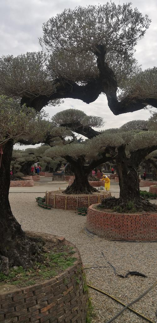 陈村花卉世界多肉基地-第1张图片-吾爱花网