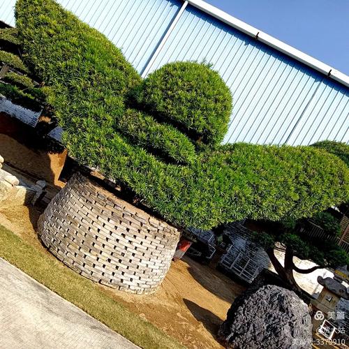 陈村花卉世界多肉基地-第3张图片-吾爱花网