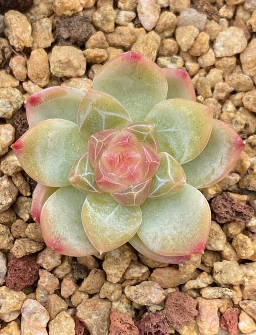 钻石多肉有哪些品种？图片怎么区分？-第1张图片-吾爱花网