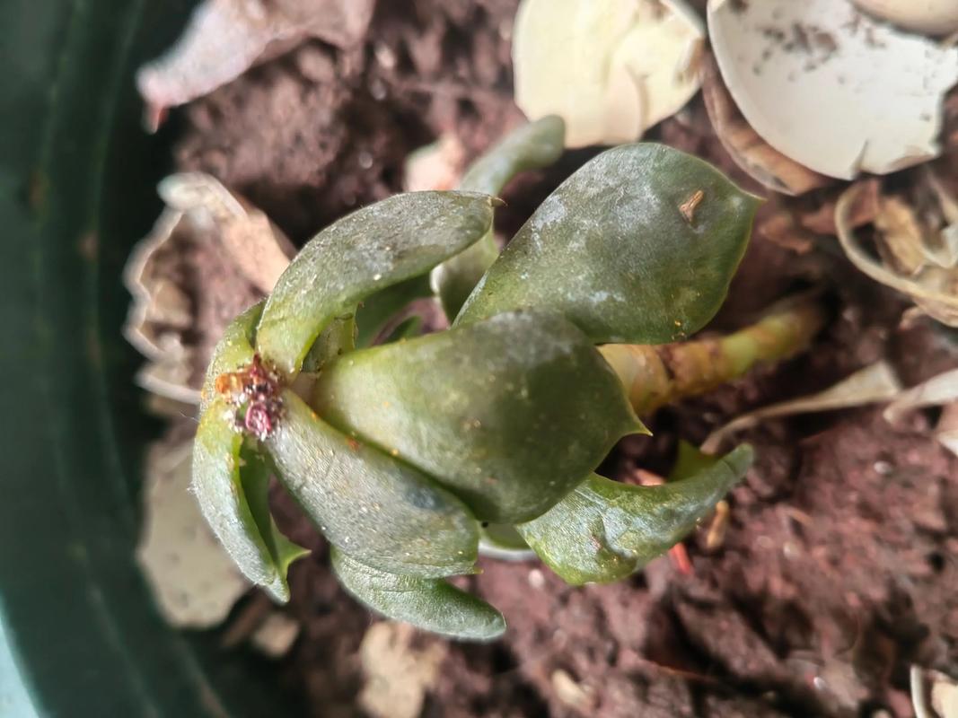 多肉有白色虫子用白醋-第1张图片-吾爱花网