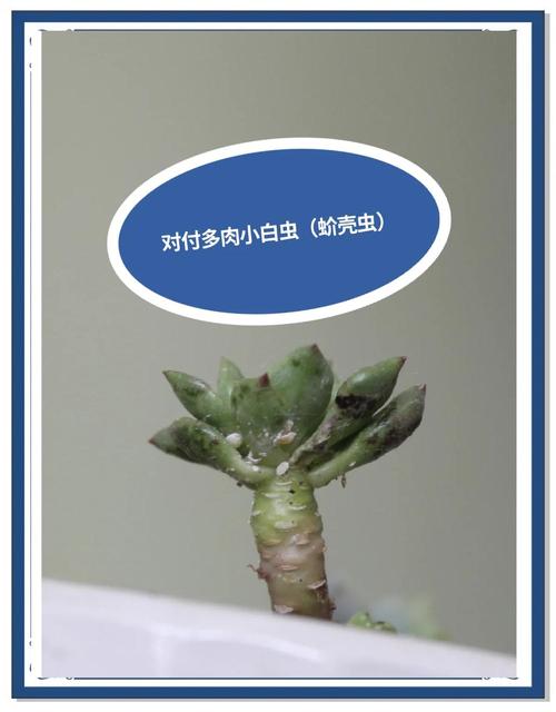 多肉有白色虫子用白醋-第2张图片-吾爱花网