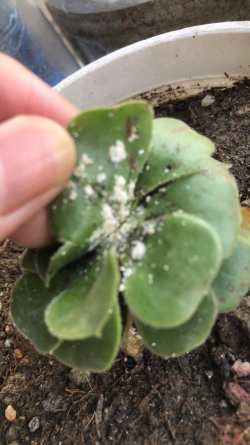 多肉有白色虫子用白醋-第3张图片-吾爱花网