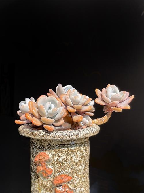 多肉桃美人冬天耐寒吗？-第1张图片-吾爱花网