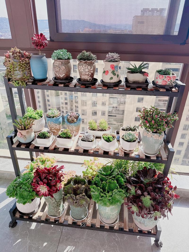 阳台适合养哪些多肉？-第1张图片-吾爱花网