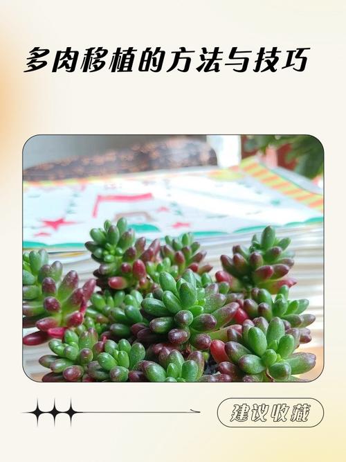 多肉修剪后的怎么移植-第2张图片-吾爱花网