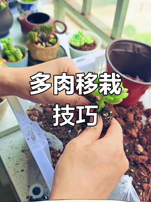 多肉修剪后的怎么移植-第3张图片-吾爱花网