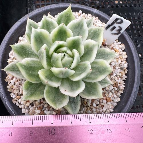 多肉植物是变异植物吗-第2张图片-吾爱花网