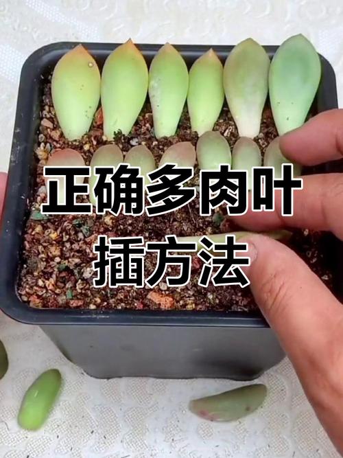 多肉扦插为什么不发芽-第2张图片-吾爱花网