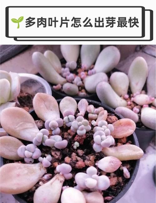 多肉扦插为什么不发芽-第3张图片-吾爱花网