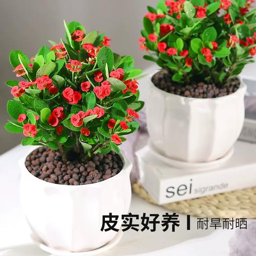 盆栽哪个季节容易成活-第1张图片-吾爱花网