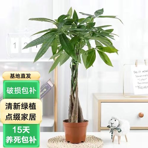 盆栽哪个季节容易成活-第2张图片-吾爱花网