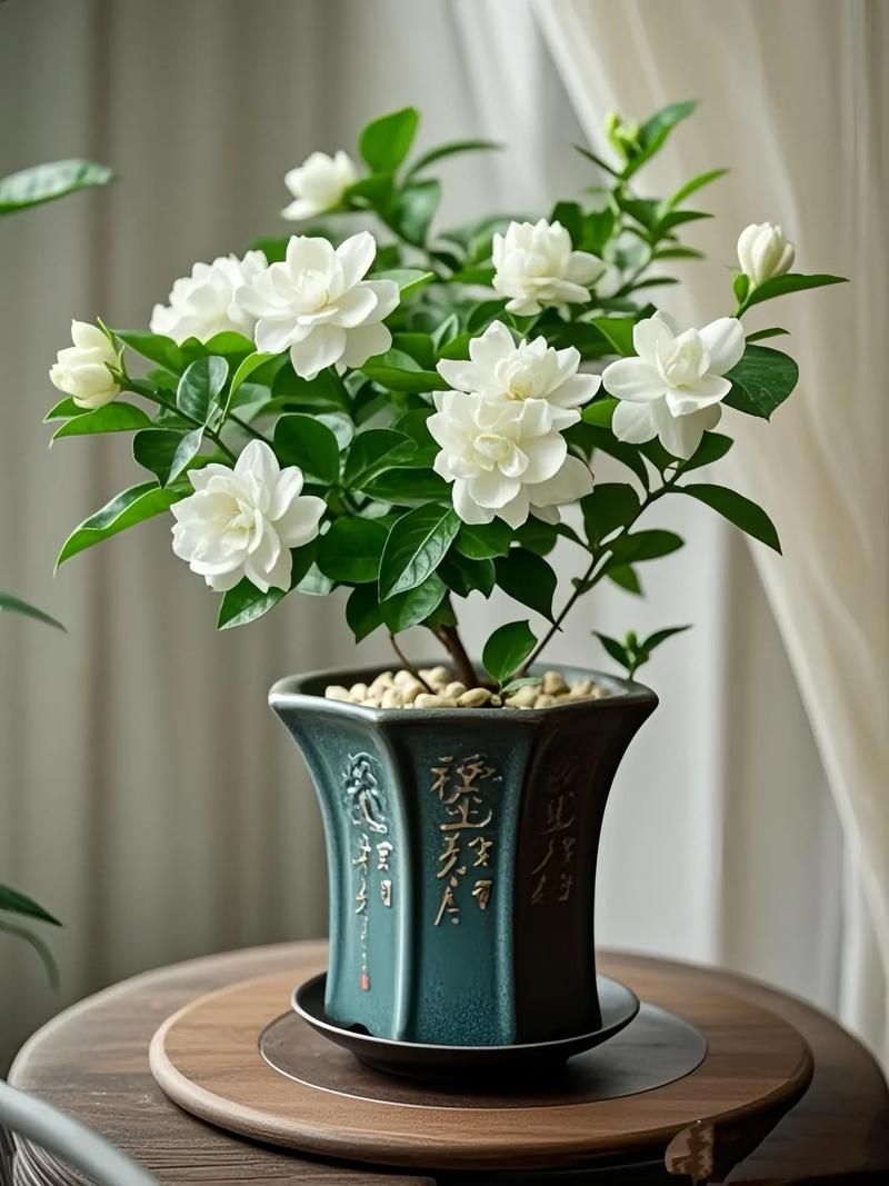茉莉花盆栽 植物 室-第1张图片-吾爱花网