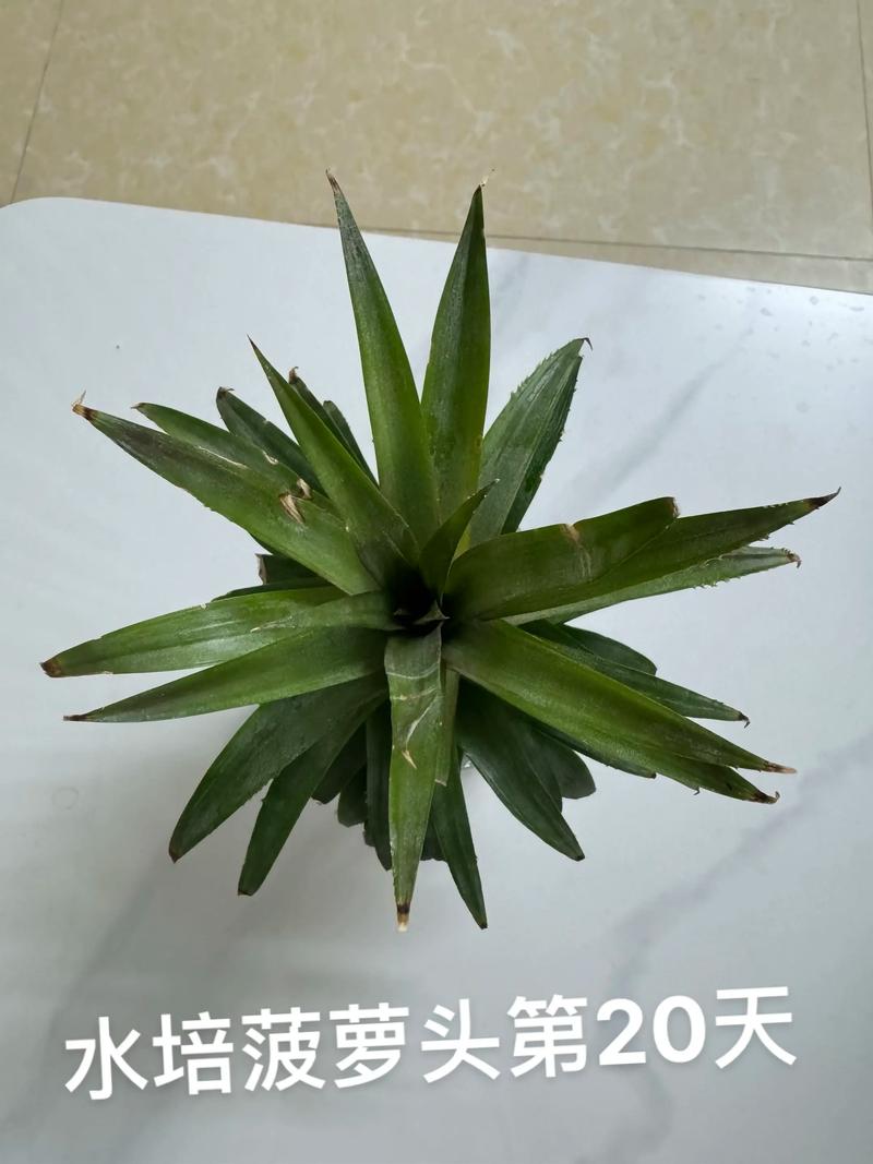 头部切下可以水培的蔬菜-第1张图片-吾爱花网 头部切下可以水培的蔬菜-第1张图片-吾爱花网