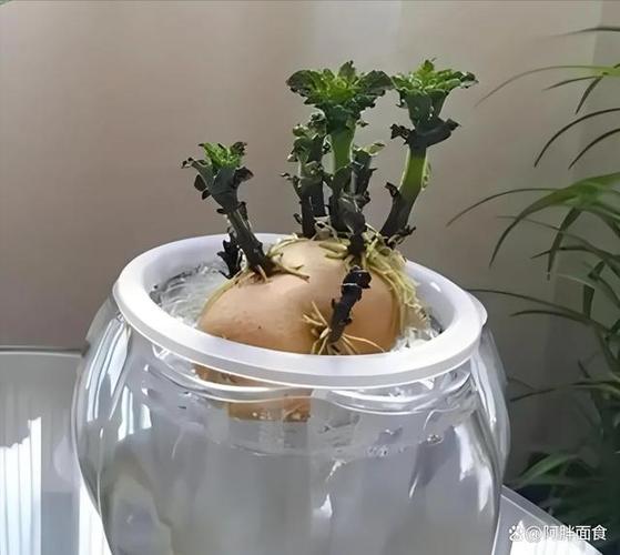 头部切下可以水培的蔬菜-第2张图片-吾爱花网 头部切下可以水培的蔬菜-第2张图片-吾爱花网