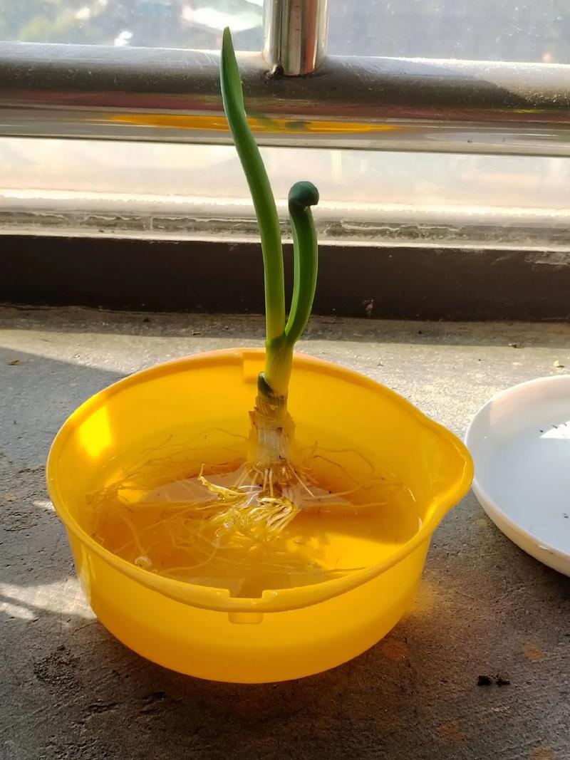 头部切下可以水培的蔬菜-第3张图片-吾爱花网