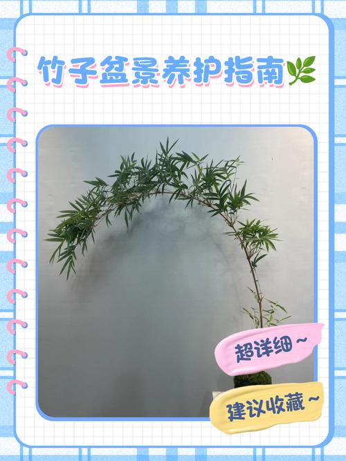 买的盆栽竹子怎么养活-第1张图片-吾爱花网