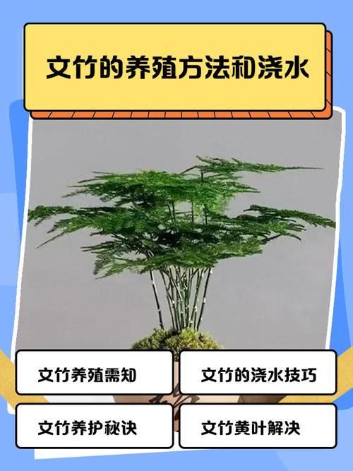 买的盆栽竹子怎么养活-第3张图片-吾爱花网