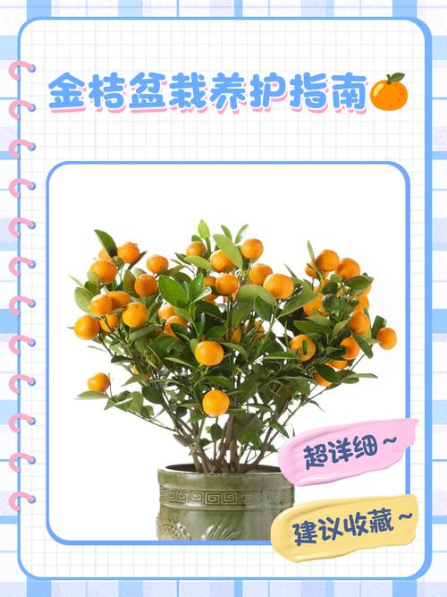 金桔树盆栽冬天怎么养护？-第1张图片-吾爱花网