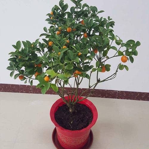 金桔树盆栽冬天怎么养护？-第2张图片-吾爱花网