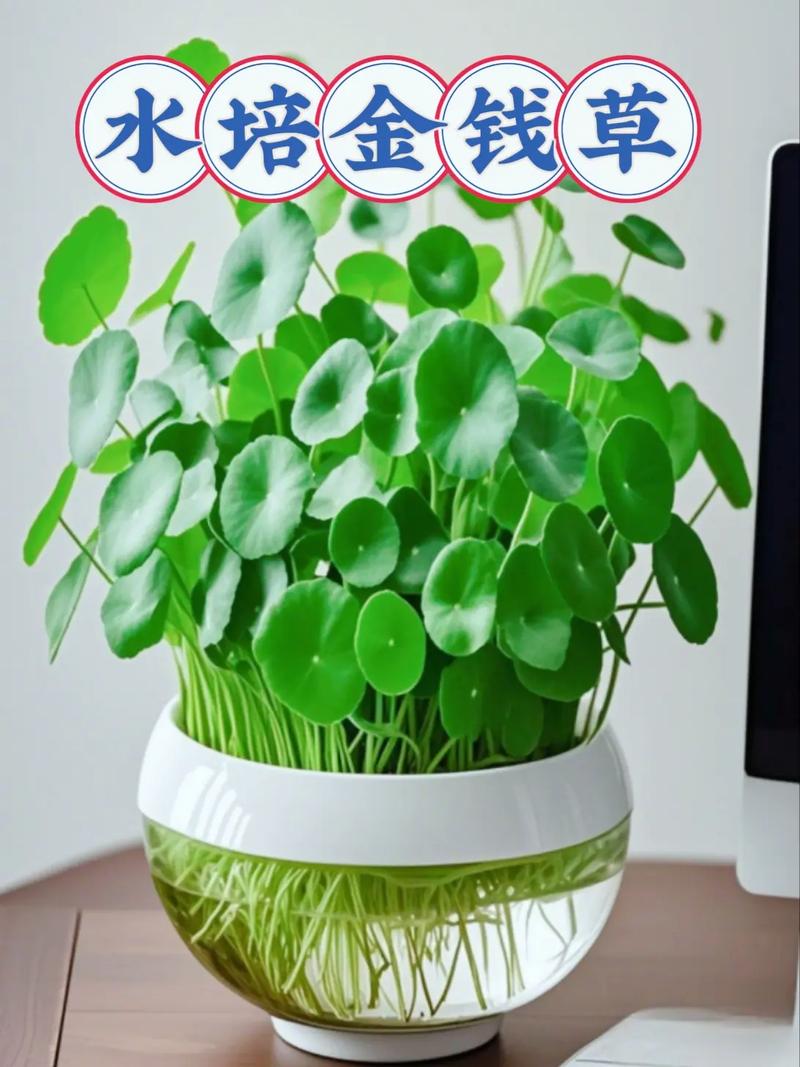 铜钱草水培怎么养才能活?-第1张图片-吾爱花网 铜钱草水培怎么养才能活?-第1张图片-吾爱花网