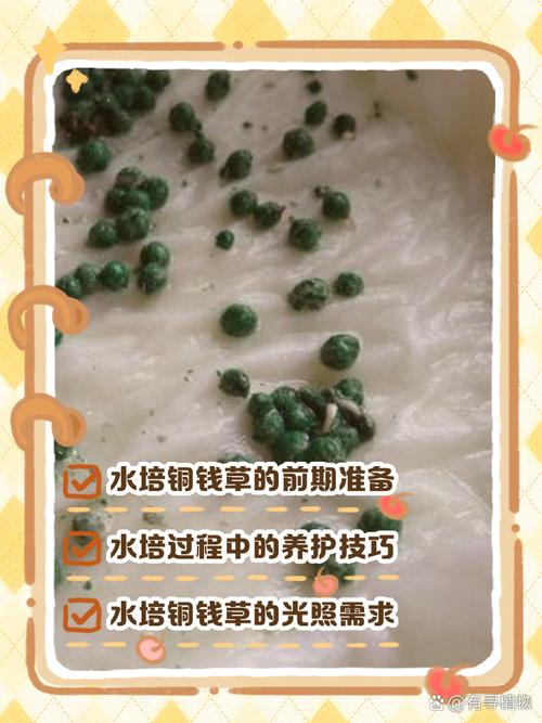 铜钱草水培怎么养才能活？-第3张图片-吾爱花网