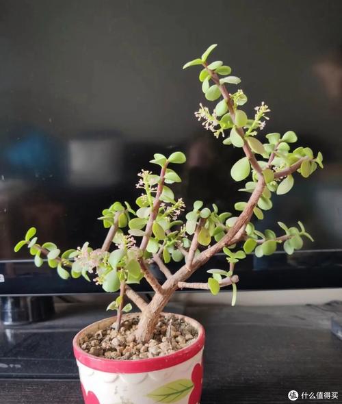 云南适合养哪些盆栽花？-第1张图片-吾爱花网