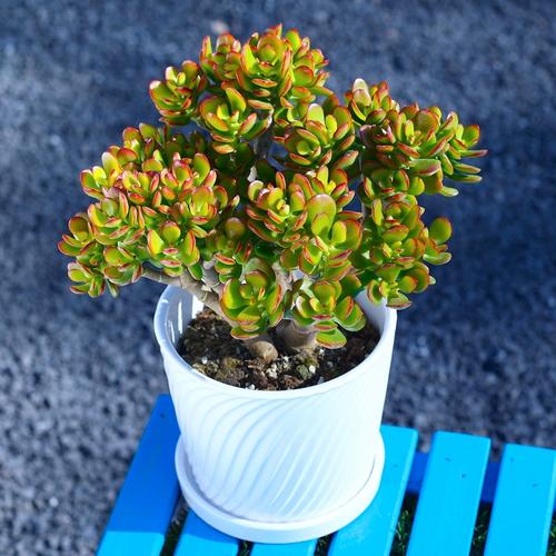 云南适合养哪些盆栽花？-第3张图片-吾爱花网