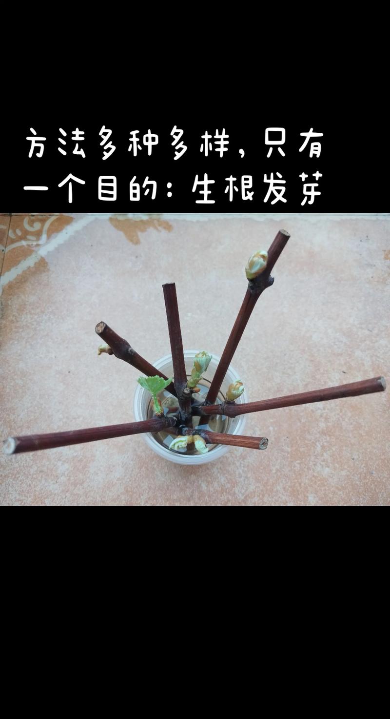 家里盆栽种葡萄的方法-第1张图片-吾爱花网