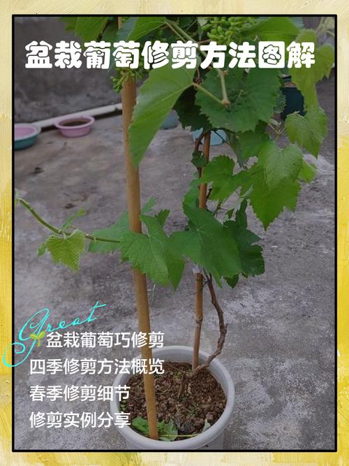 家里盆栽种葡萄的方法-第3张图片-吾爱花网