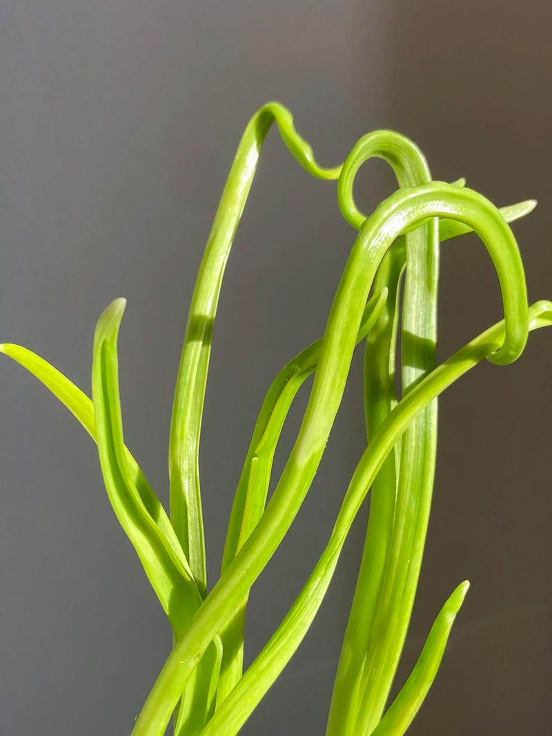 水培蒜苗放室外还是室内-第1张图片-吾爱花网