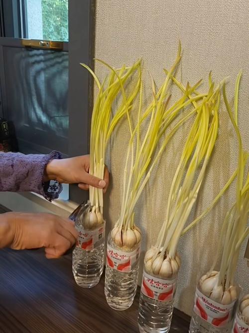 水培蒜苗放室外还是室内-第2张图片-吾爱花网