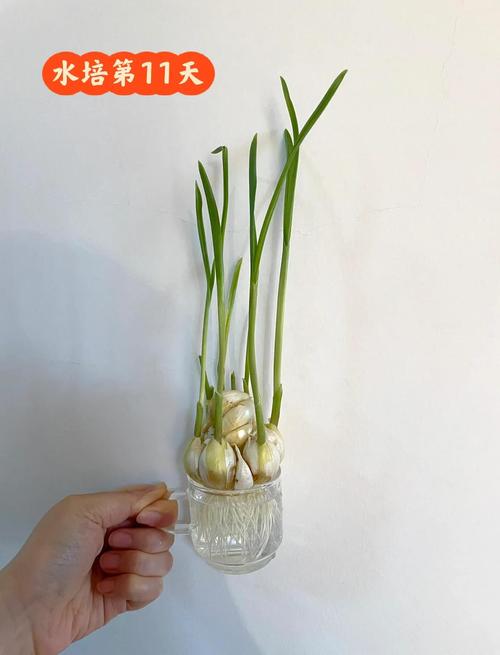 水培蒜苗放室外还是室内-第3张图片-吾爱花网