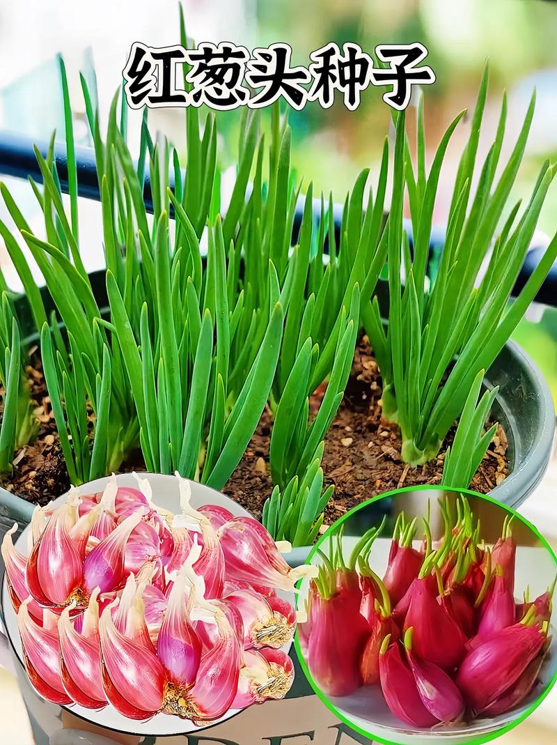 红头葱头种子可以水培吗-第1张图片-吾爱花网