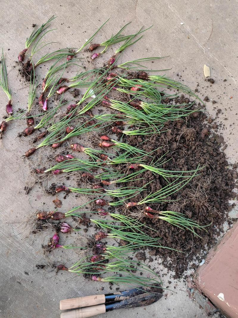 红头葱头种子可以水培吗-第2张图片-吾爱花网