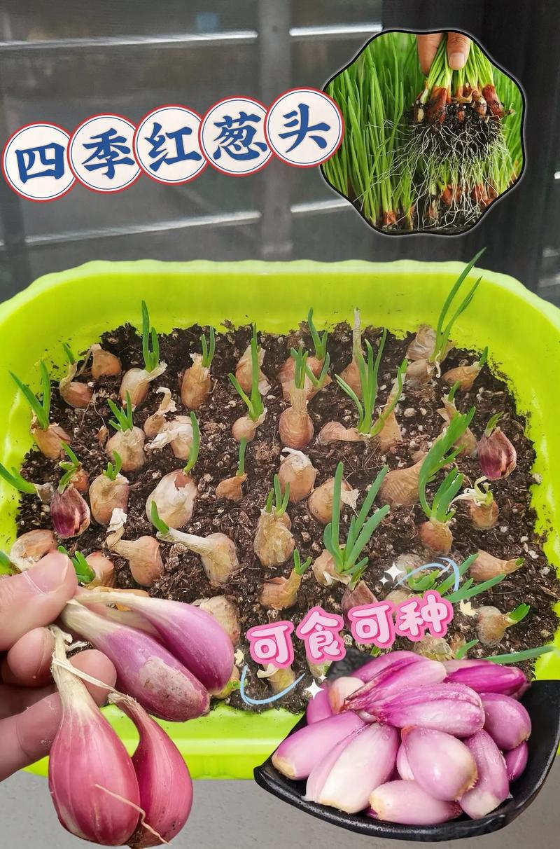 红头葱头种子可以水培吗-第3张图片-吾爱花网