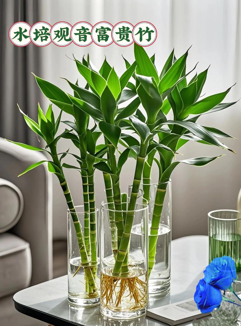 水培竹有哪些品种?-第2张图片-吾爱花网 水培竹有哪些品种?-第2张图片-吾爱花网