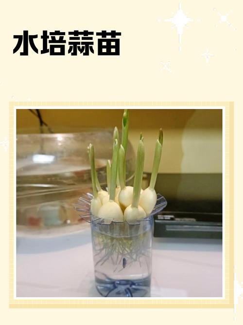 水培大蒜的步骤图片大全-第1张图片-吾爱花网