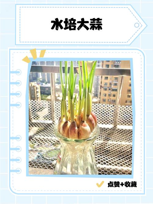 水培大蒜的步骤图片大全-第2张图片-吾爱花网