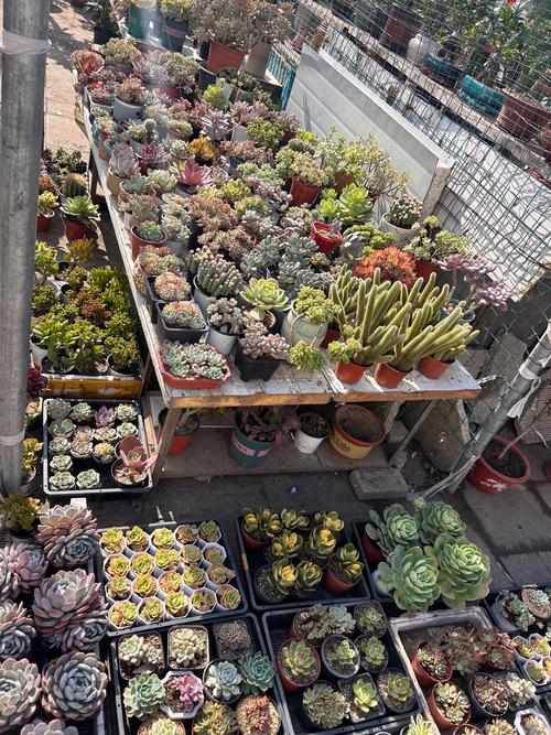 合肥哪里有卖多肉植物-第1张图片-吾爱花网
