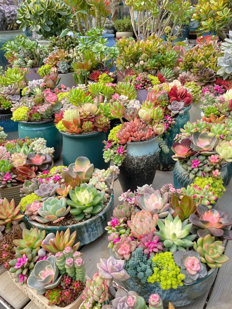 合肥哪里有卖多肉植物-第2张图片-吾爱花网