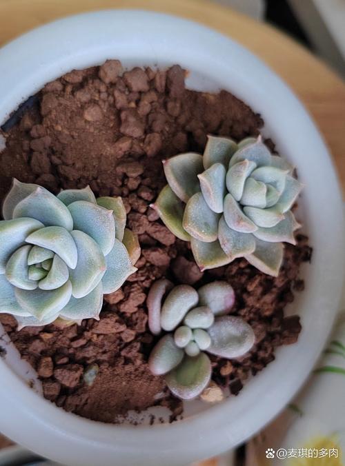 白美人的拉丁名是什么？-第1张图片-吾爱花网