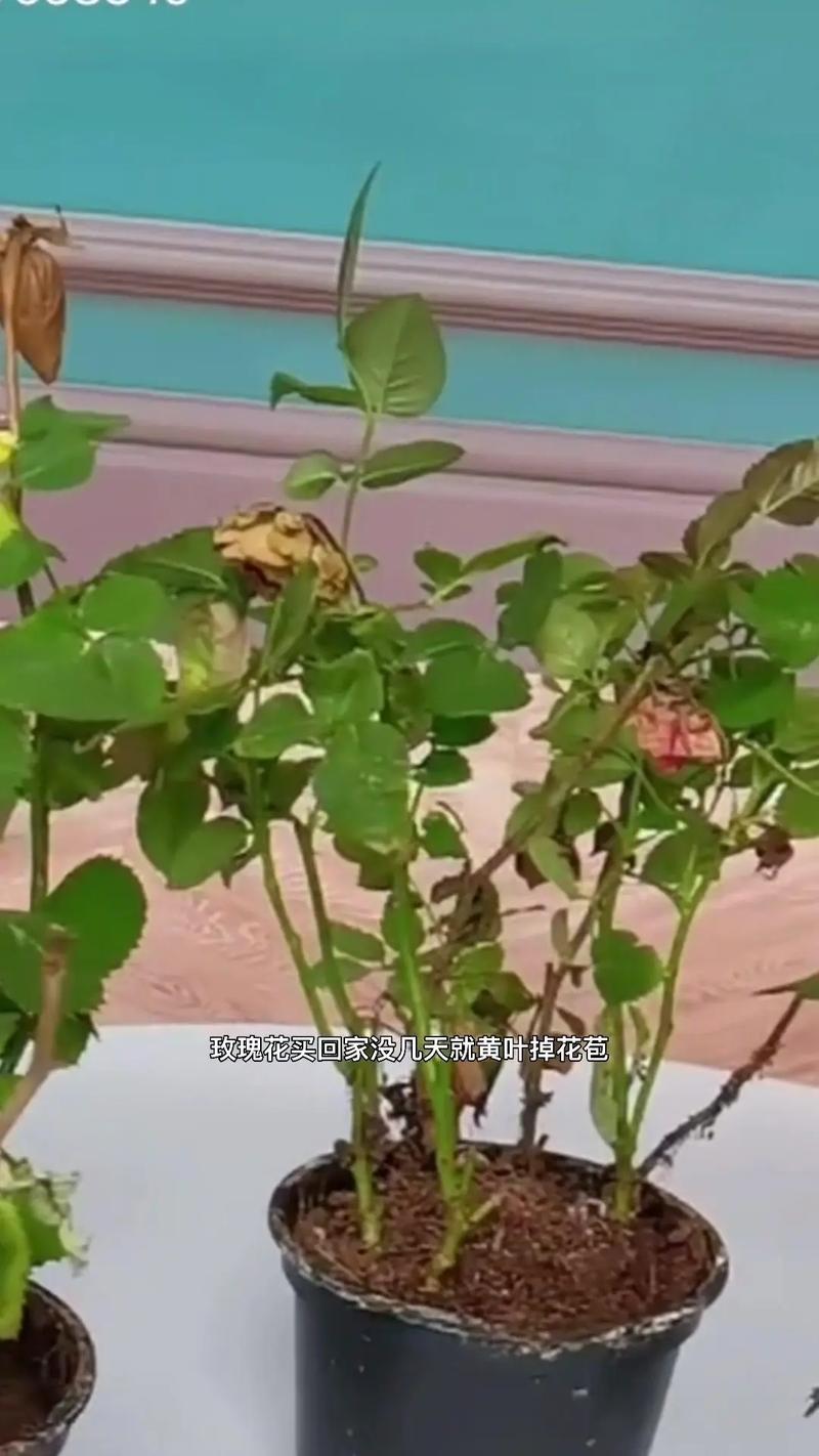 玫瑰盆栽叶子变干蜷缩-第1张图片-吾爱花网