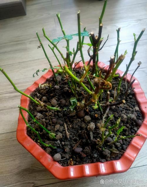 玫瑰盆栽叶子变干蜷缩-第2张图片-吾爱花网