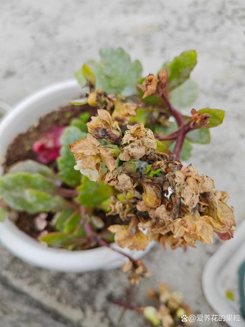 玫瑰盆栽叶子变干蜷缩-第3张图片-吾爱花网