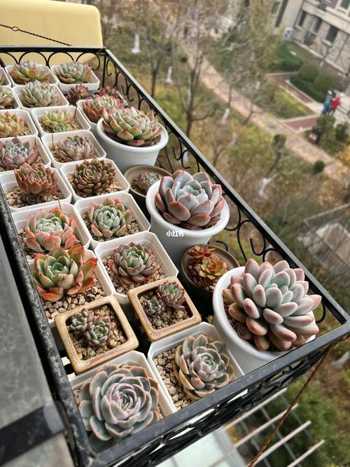 多肉冬天能放在阳台上-第1张图片-吾爱花网