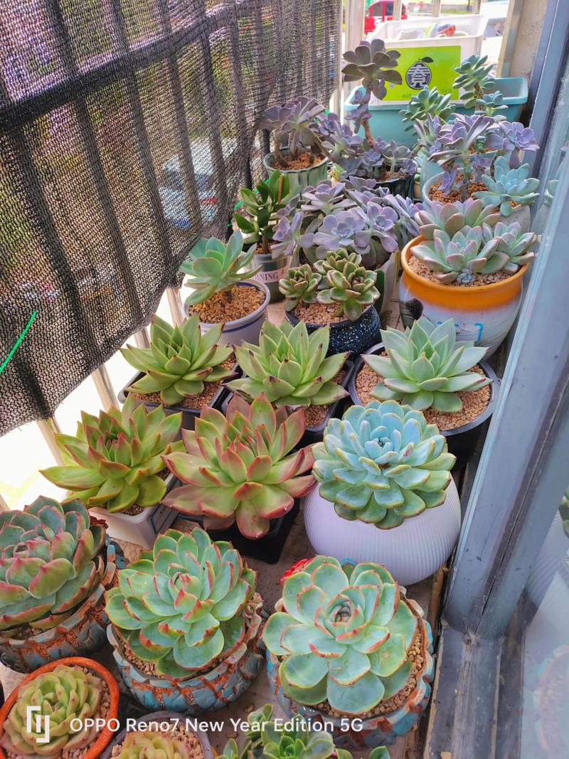 多肉冬天能放在阳台上-第2张图片-吾爱花网