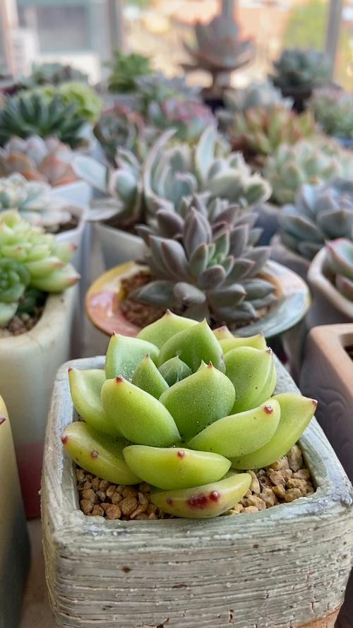 多肉冬天能放在阳台上-第3张图片-吾爱花网